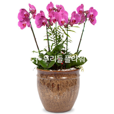 호접란B