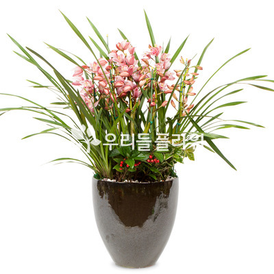 서양란7-심비디움