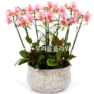 미니호접AA(특)