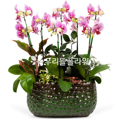 서양란17-호접