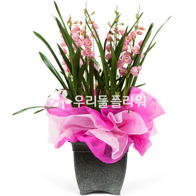 서양란24(大)