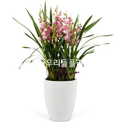 심비디움(핑크)