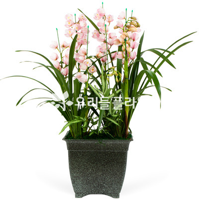 서양란26(大)