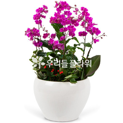 핑크만천홍