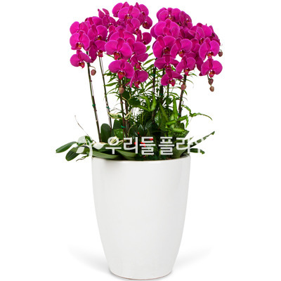 호접란