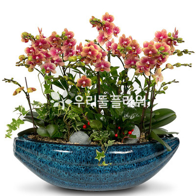 원형-살구호접란