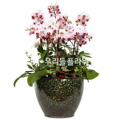 미니호접-원형사기분