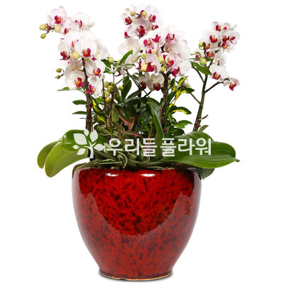 화이트호접란
