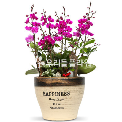 만천홍-심플