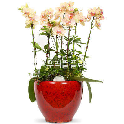 호접란(서양란)