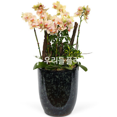 미니호접