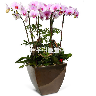 스트로베리 사각분