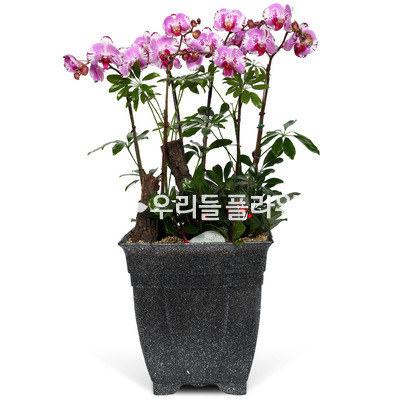 호접란f6033