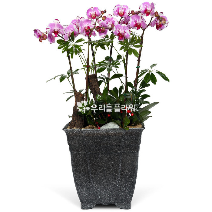 상세이미지