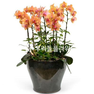 호접란f6038