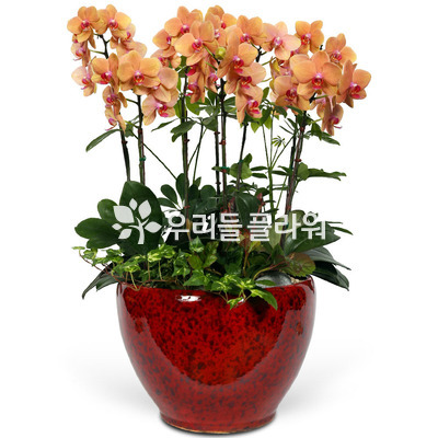 호접란-오렌지