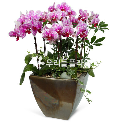 호접란(세라믹)