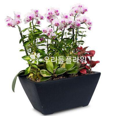 핑크호접 사각분