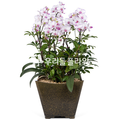 n호접란A