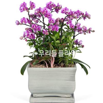 호접란 f3001