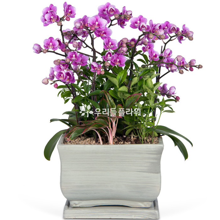 상세이미지