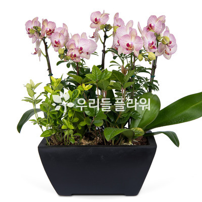 호접란 f5500