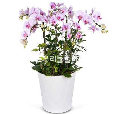 핑크 호접란