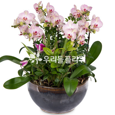 연핑크호접-849