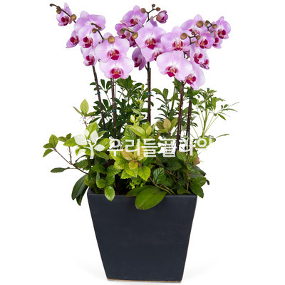 호접란(고급분)