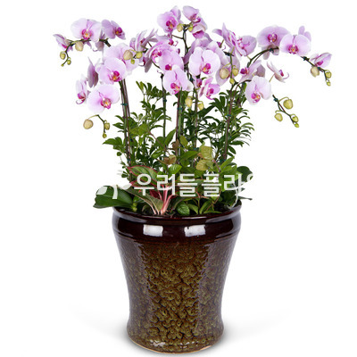 연핑크호접란