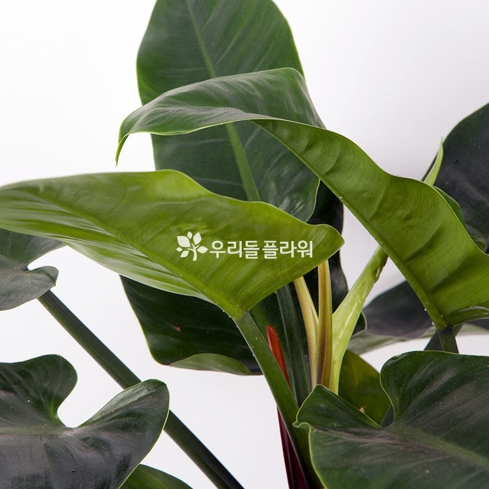 상세이미지
