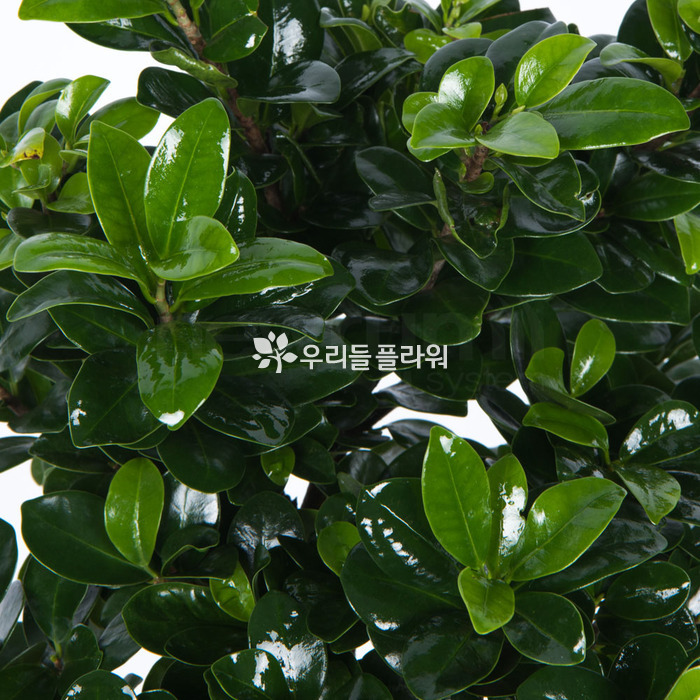 상세이미지