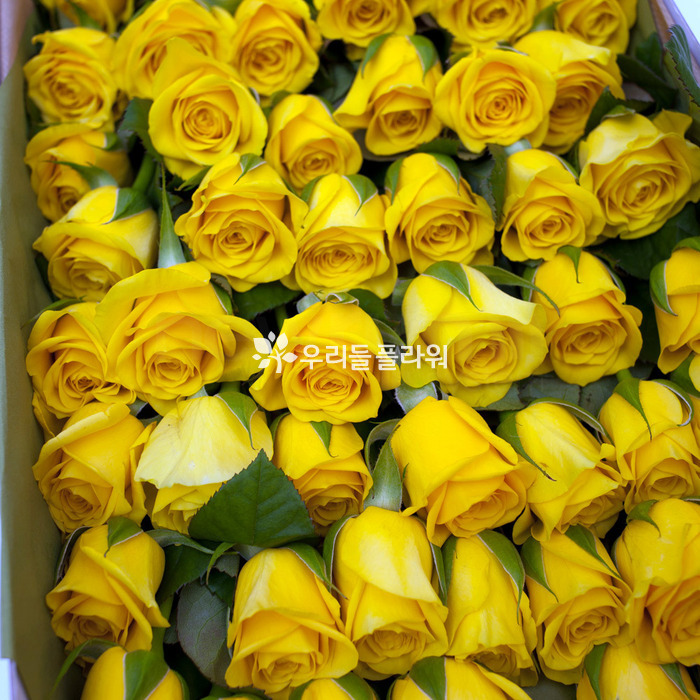상세이미지