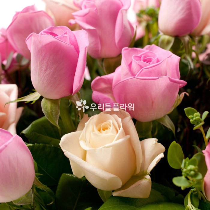 상세이미지