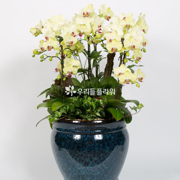 상세이미지