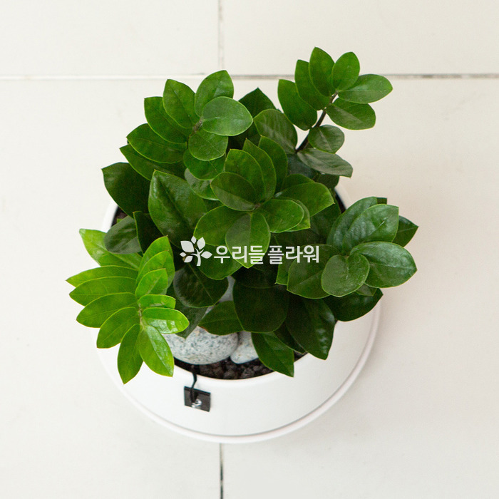 상세이미지