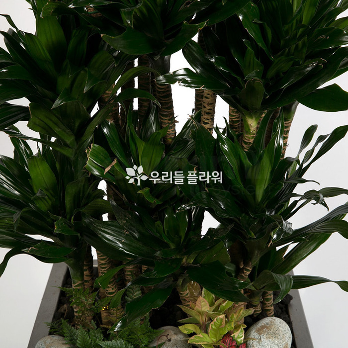 상세이미지