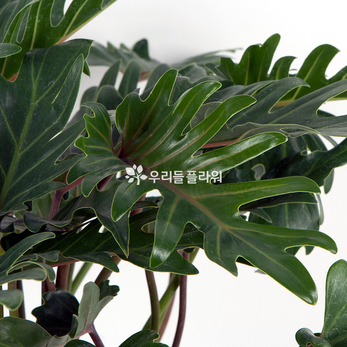 상세이미지