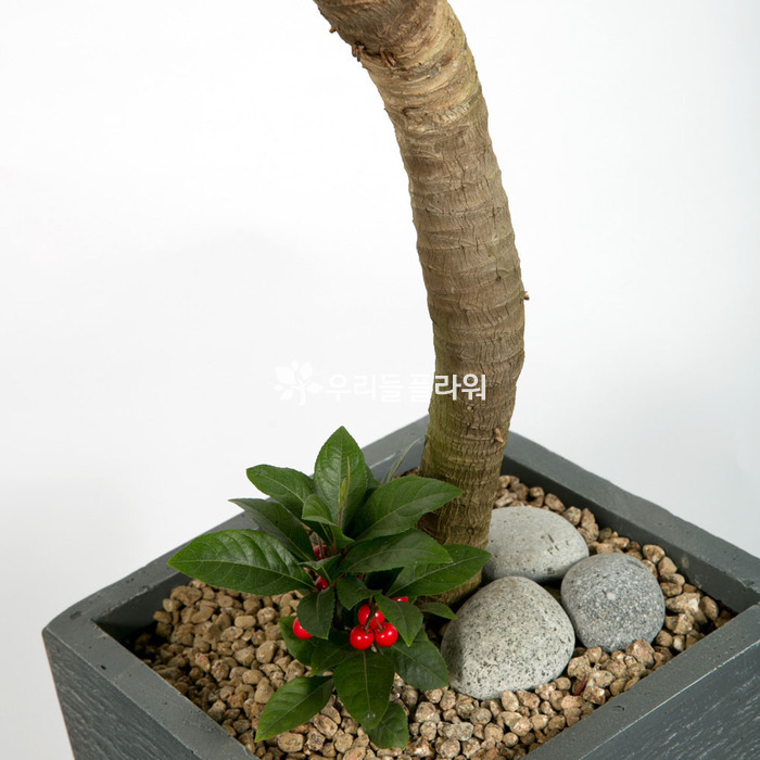 상세이미지