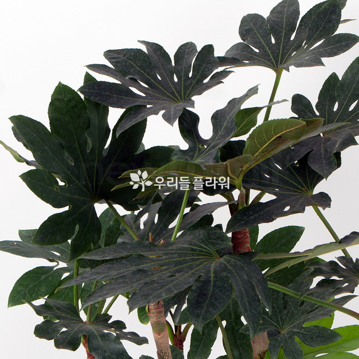 상세이미지
