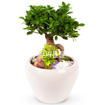 인삼팬다