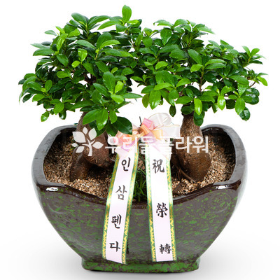 인삼펜더(쌍대_
