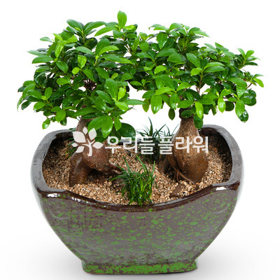 팬다분재