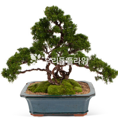 진백분재