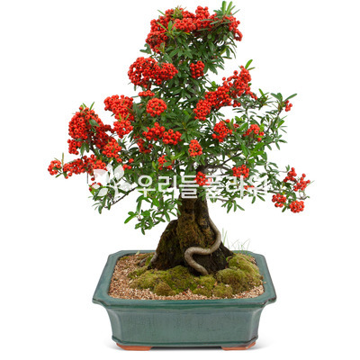 피라칸샤스