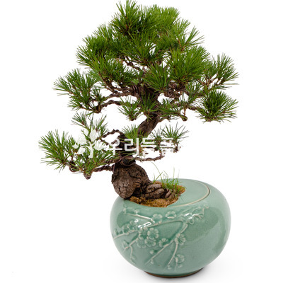 도자기해송분재10호
