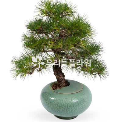 해송분재17