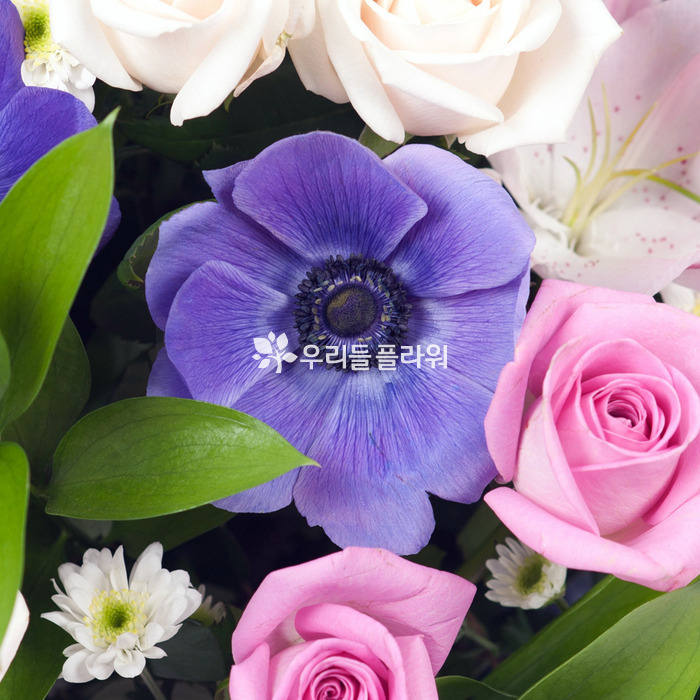 상세이미지
