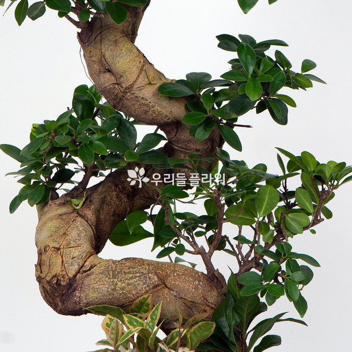 상세이미지