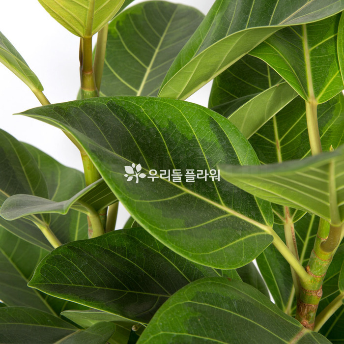 상세이미지